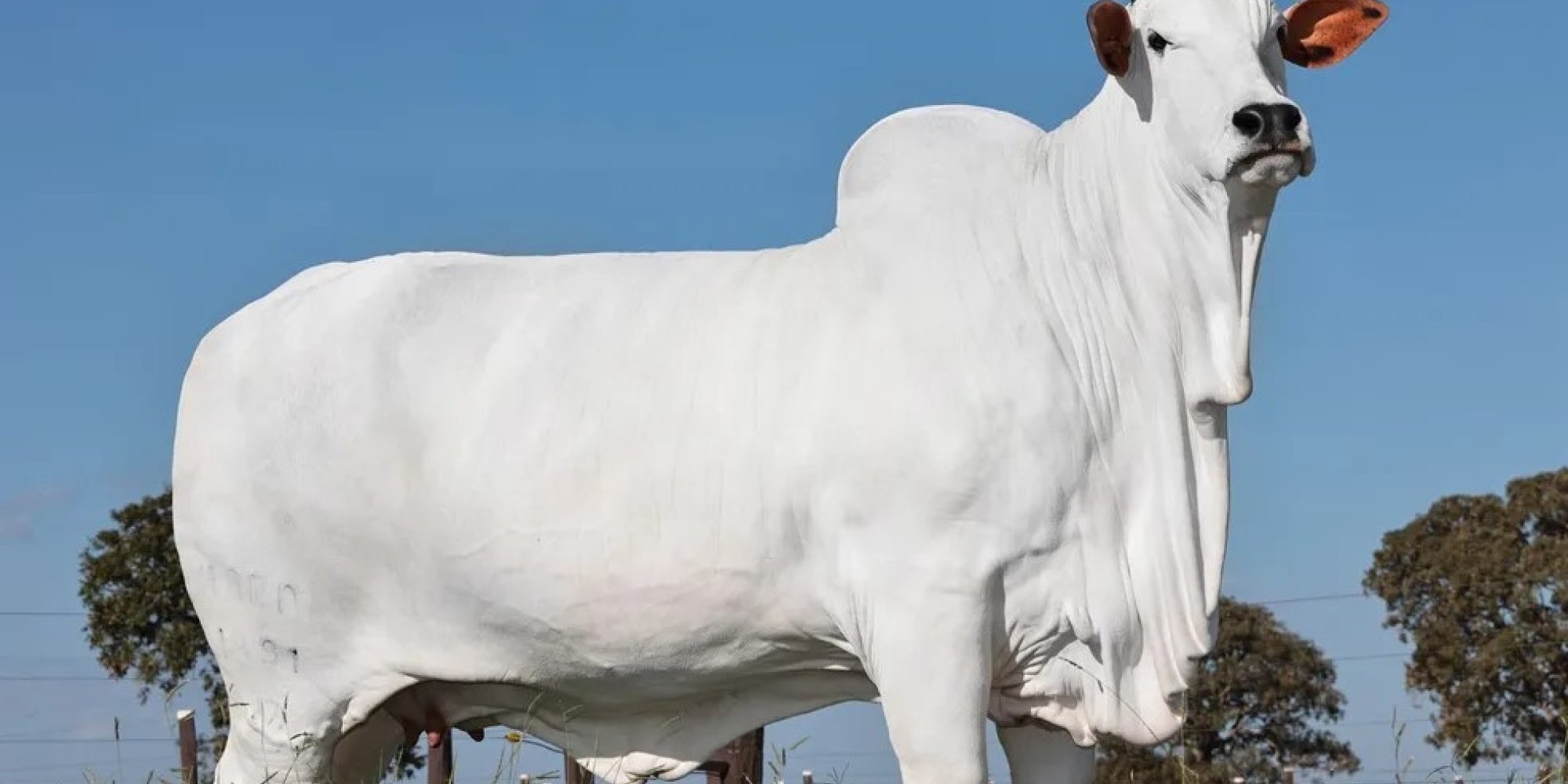 Pedaço de vaca é leiloado por R$ 7 milhões